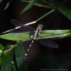 Ictinogomphus pertinax