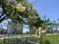 Robinia pseudoacacia