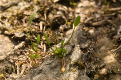 Ranunculus nodiflorus