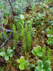 Spinulum annotinum alpestre