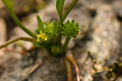Ranunculus nodiflorus