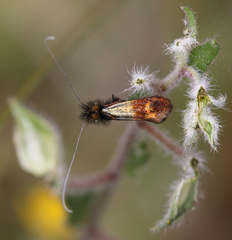 Nemophora barbatellus