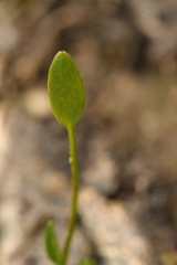Ranunculus nodiflorus