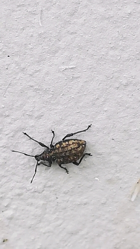 Otiorhynchus norici