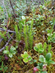 Spinulum annotinum alpestre