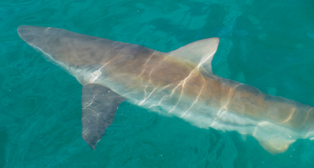 Copper Shark