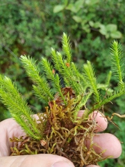 Spinulum annotinum alpestre