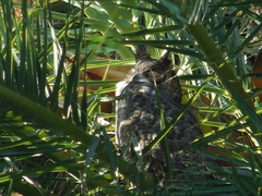 Bubo virginianus nacurutu