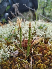 Spinulum annotinum alpestre