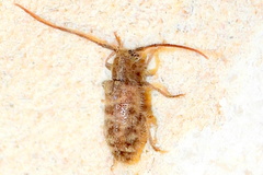 Eupogonius pauper