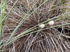 Lomandra leucocephala