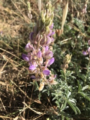 Lupinus formosus