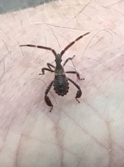 Leptoglossus corculus