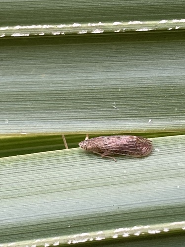Pelitropis rotulata