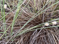 Lomandra leucocephala