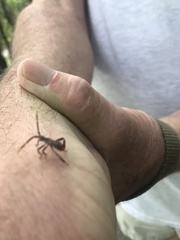 Leptoglossus corculus