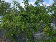 Parthenocissus quinquefolia image