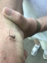 Leptoglossus corculus