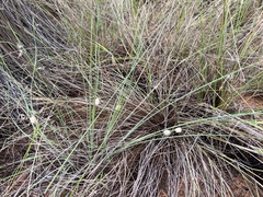 Lomandra leucocephala