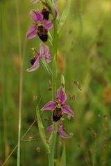 Ophrys scolopax