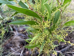 Acacia macradenia