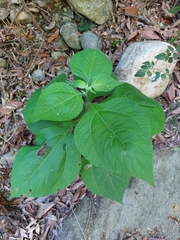 Peteravenia malvifolia