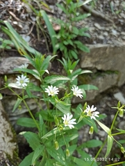 Cerastium holosteum