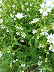 Cerastium holosteum