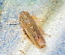Graminella sonora