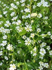 Cerastium holosteum