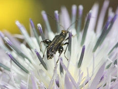 Oedemera flavipes