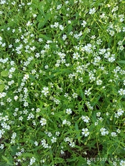 Cerastium holosteum