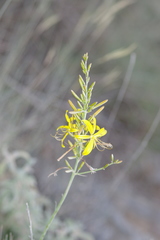Asphodeline liburnica