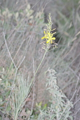 Asphodeline liburnica