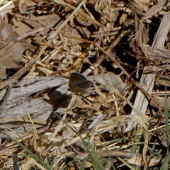 Brephidium exilis