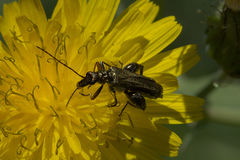 Oedemera