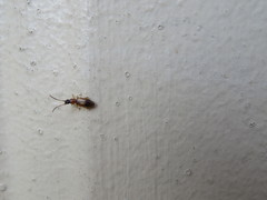 Telephanus