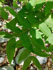 Juglans mollis