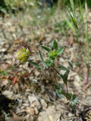 Trifolium grandiflorum