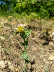 Trifolium grandiflorum