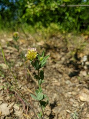 Trifolium grandiflorum