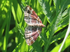 Xanthorhoe spadicearia