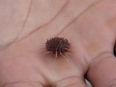 Pseudechinus magellanicus