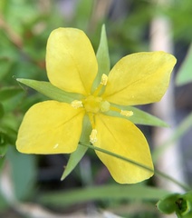 Ludwigia arcuata