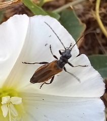 Oedemera simplex