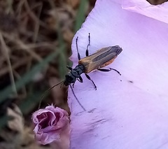 Oedemera simplex
