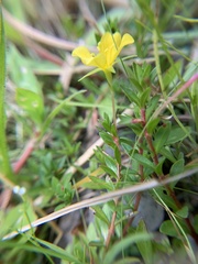 Ludwigia arcuata