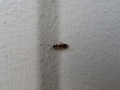 Telephanus