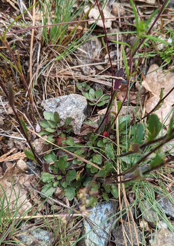 Image of Arabis aculeolata by (c) Logan J.L. Bradley, some rights reserved (CC BY)