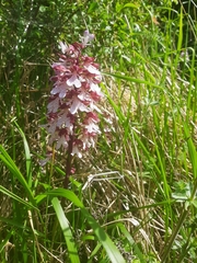 Orchis purpurea
